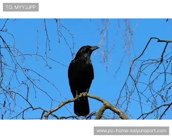 乌鸦防线表现完美，对手几乎无解，乌鸦攻击什么